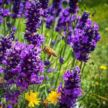 Lavender Seeds (Lavandula angustifolia) for cooks growing the Herb Flower Bed