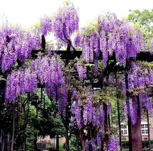 Chinese Wisteria Seeds (Wisteria sinensis) for growers establishing the garden arbors or bonsai pots