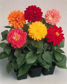 Dahlia Dahlia Pinnata Velvet Seeds for a bright addition to the Home Garden Seasonal Blooms