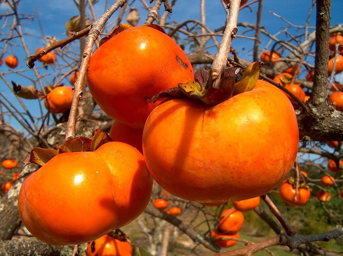 Persimmon Diospyros Kaki seeds