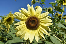 Lemon Queen Sunflower - for planting in home garden