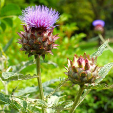 Cardoon seeds
