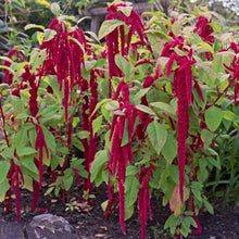 Plant Seeds (Liebe liegt) prized for ornamental Flowersarden Decoration