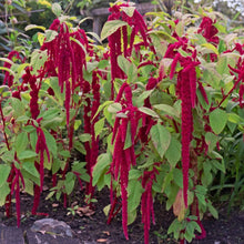 Amaranthus Love Lies Bleeding Seeds for a lasting display in the Flower Bed