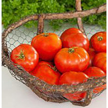 Mountain Pride Tomato Seeds (Solanum lycopersicum) for growers stocking the Vegetable Patch