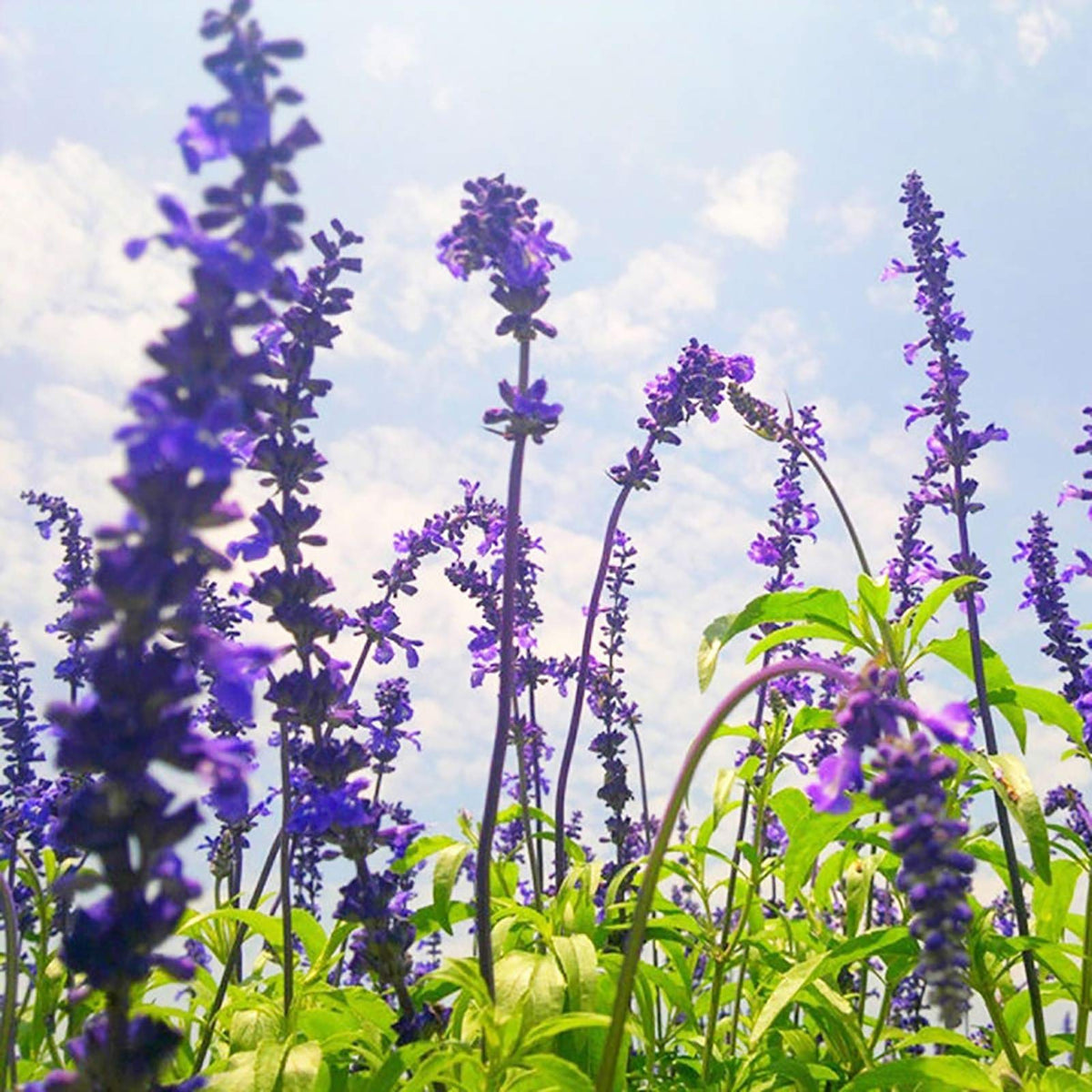 Lavender (Lavandula spp.) for bonsai tea herb garden use