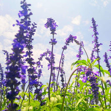 Lavender (Lavandula spp.) for bonsai tea herb garden use