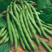 Bean Seeds for a fresh homegrown crop from the vegetable patch home garden