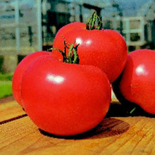 Momotaro Tomato Seeds (Solanum lycopersicum) for a fresh homegrown crop from the Vegetable Patch