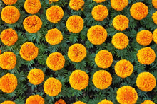 Marigold Seeds for a lasting display in the Tagetes bed vegetable garden