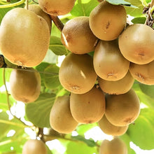 Chinese Actinidia Seeds (Actinidia chinensis) for a lasting display in the hardy, green kiwifruit vines in kitchen gardens or vertical