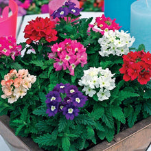 of Seeds for growers establishing the home garden bonsai indoor plants