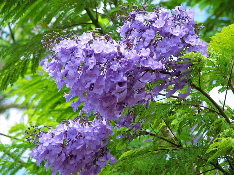 Jacaranda Rosewood ��������� Jacaranda mimosifolia ��������� for garden planting