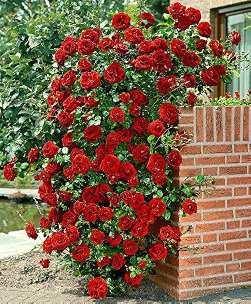 Rose Rosa Climbing Red Flower Seeds for Planting – Suitable for Trellises, Fences, and Vertical Garden Displays