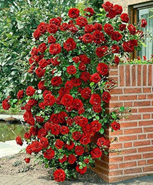 Climbing Rose Rosa Multiflora Flower Seeds for Planting in Vertical Garden and Backyard Trellises - for planting in home garden