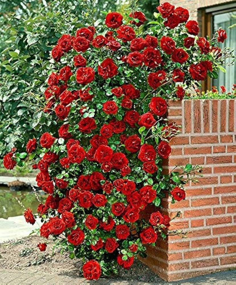 Hellgrau Red Rose Tree Bonsai Seeds