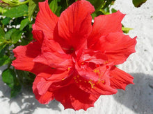 Hibiscus Seeds for a lasting addition to the landscape