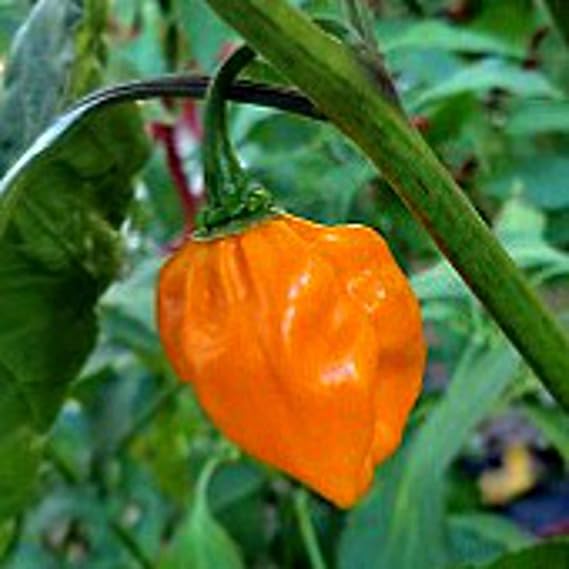 Numex (Suave Orange Pepper Capsicum chinense vegetable) for planting in garden