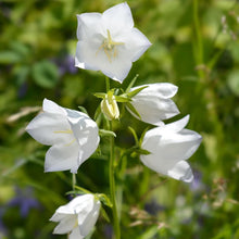 Heirloom Non-GMO Peached Leaved White Bellflower Seeds for colorful blooms in the Gorgeous White Blooms in Your Garden