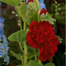 Orange Hollyhock Seeds (Alcea rosea) for sweet homegrown fruit in the Flower Bed