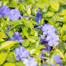 Vinca Sunstorm Purple Seeds grown for sunny Spots