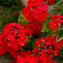 Multibloom red geranium Pelargonium × hortorum flower Seeds for colorful blooms in the backyard gardens