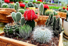 Flowering Cactus Seeds for easy-care planting in the Cactaceae bed rock garden