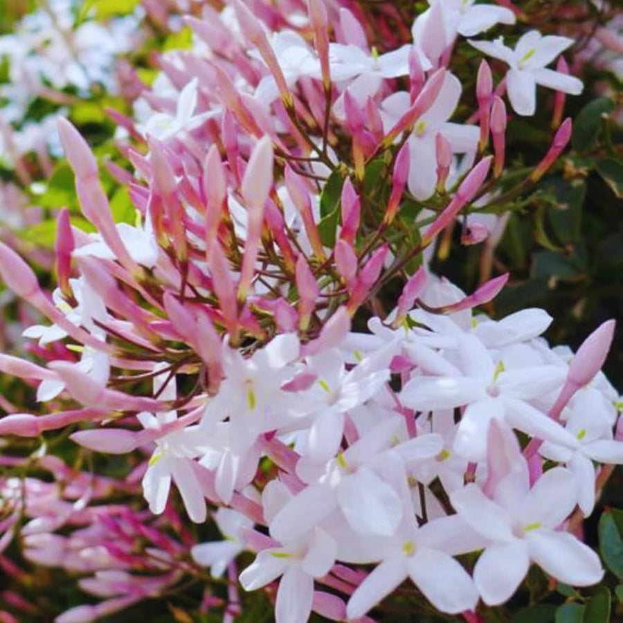 Pink Jasmine flower seeds