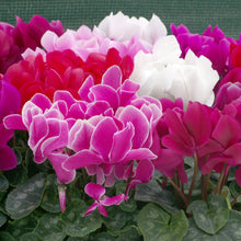 Cyclamen Seeds (Cyclamen persicum) for a bright addition to the home garden or shaded pots
