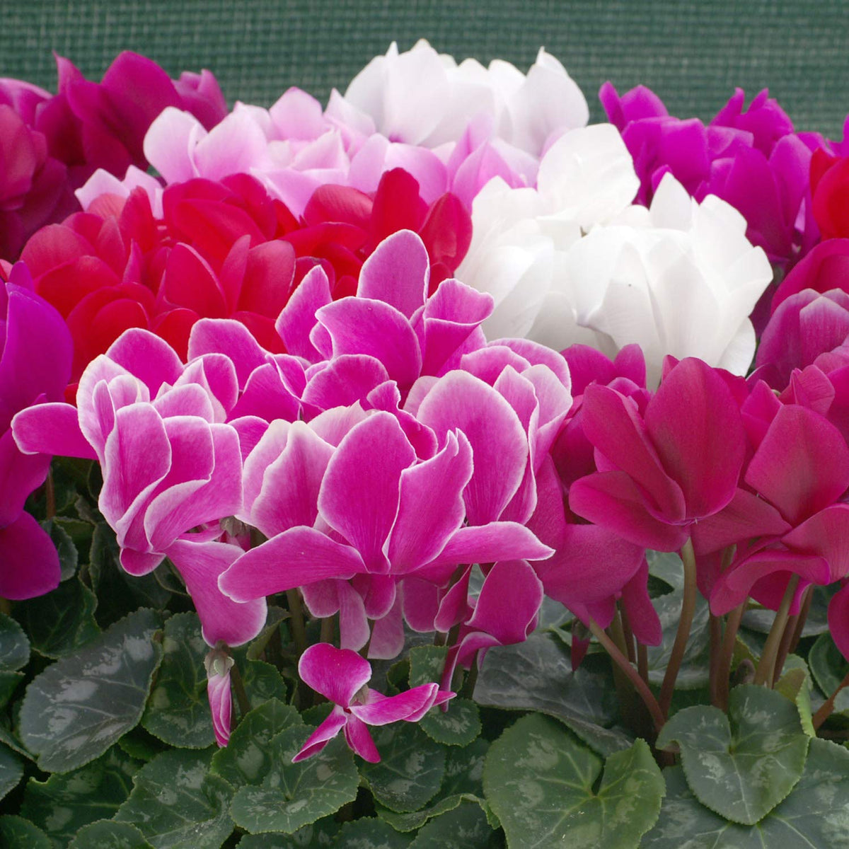 Cyclamen perennial flower seeds for garden