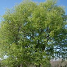 Celtis Laevigata Southern Hackberry Tree Seeds for long-term planting in the yard