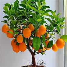 Miniature (Bonsai Tree Seeds – Organic Sweet Fruit and Vegetable Blend) for planting in garden