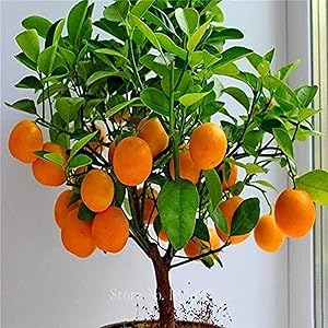 Orange Landscaping for planting in home garden.