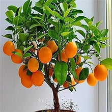 Citrus Gardens for planting in home garden.
