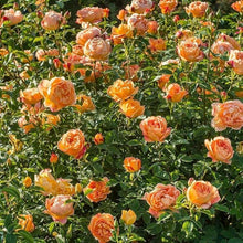 Mix Color Climbing Rose Seeds for training up trellises and fences