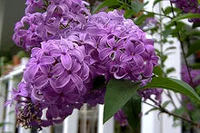 French lilac seeds (Syringa vulgaris) for planting in garden
