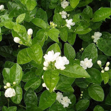 Jasmine Velvet Seeds for a colorful addition to any planting