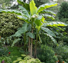 Bonsai Organic Banana Seeds (Musa spp.) for long-term planting in the yard