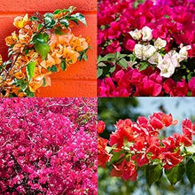Bougainvillea ��������� Mixed Color for planting in garden