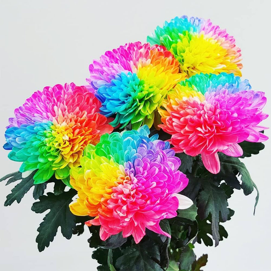 Aster Sky Blue Rainbow Chrysanthemum Perennial Flower - for planting in home garden
