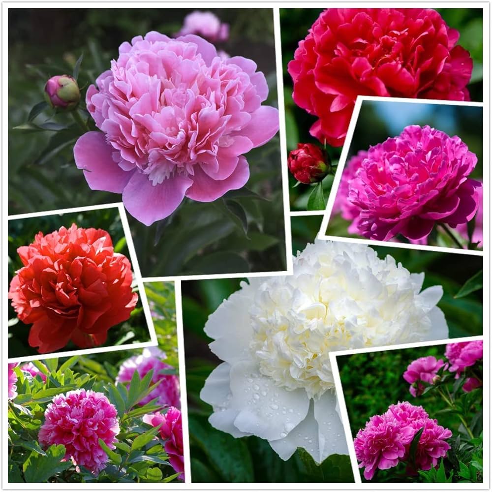 Peony Paeonia lactiflora flower seeds for planting in backyard flower beds and home garden - for planting in home garden