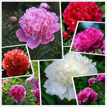 Peony Paeonia lactiflora flower seeds for planting in backyard flower beds and home garden - for planting in home garden