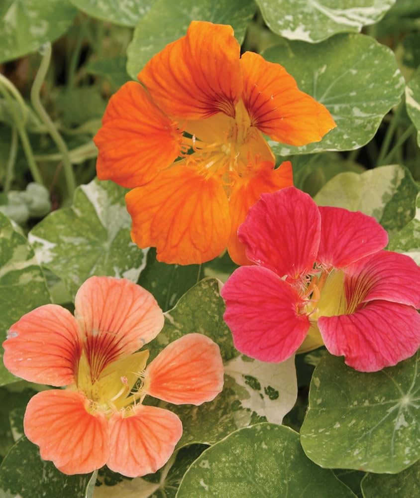 Nasturtium Tropaeolum Majus Alaska Mix Flower Seeds for Planting – Suitable for Pots, Vertical Garden, and Edible Blooms
