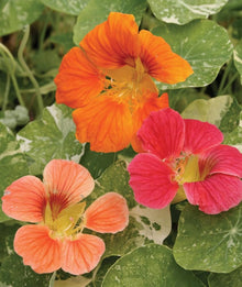 Nasturtium Tropaeolum Majus Alaska Mix Flower Seeds for Planting – Suitable for Pots, Vertical Garden, and Edible Blooms