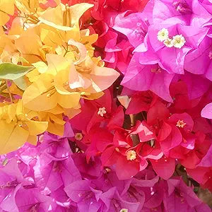 Bougainvillea Bougainvillea glabra flower seeds for planting in backyard trellis or vertical garden - for planting in home garden