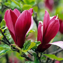 Plant Seeds (Magnolia campbellii) for a lasting addition to the landscape