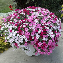 Petunia Seeds for growers filling out the Pink Garden