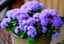 Ageratum Seeds (Ageratum houstonianum) for colorful blooms in the Home Garden Borders