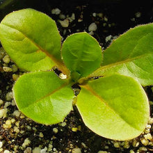 Chicory Seeds for growers seeking a long-blooming display