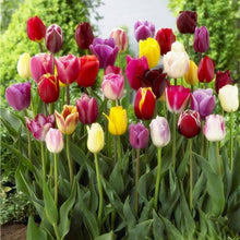Light Green Tulip Seeds known for rare Flowersarden, Bonsai